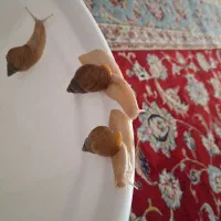 حلزون آچاتینا آلبینو|آرایشی، بهداشتی، درمانی|مشهد, گلبرگ شمالی|دیوار
