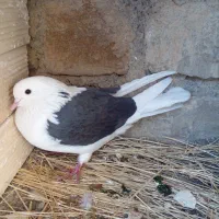 کبوتر شاه پر پرشی