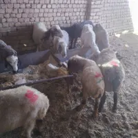 میش بز بره|حیوانات مزرعه|خمینی‌شهر, |دیوار