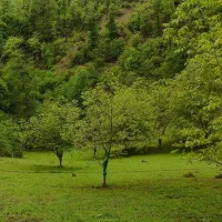 ملک-درخوش-آب-هوای-تالش