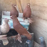 کبوترراعبی موشی|پرنده|پاکدشت, پارچین|دیوار