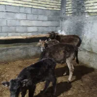 ۴ عدد گوساله بومی ماده