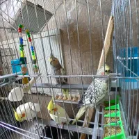عروس هلندی