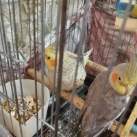 عروس هلندی