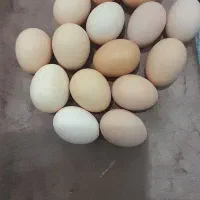 تخم مرغ محلی
