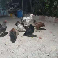 بوقلمون