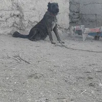 ماده خراسانی