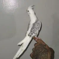 عروس هلندی البینو دوکت و وایت فیس