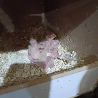 جوجه طوطی عروس لوتینو|پرنده|شوشتر, |دیوار