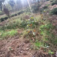 قطعهای از بهشت گیلان زمین ۱۰۰۰ متری در اطاقور|فروش زمین و ملک کلنگی|رشت, منظریه|دیوار