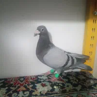 کبوتر آلمانی سبز نر