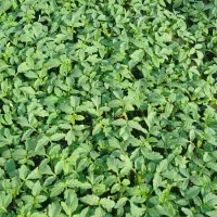 نشا 8320و4129دستگیر|خدمات باغبانی و درختکاری|کاکی, |دیوار