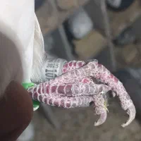 المانی ماده|پرنده|تاکستان, |دیوار