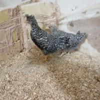 جوجه مرغ آمروک