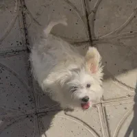 واگذاری|سگ|سیسخت, |دیوار