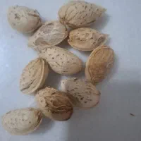 خرید و فروش بادام محب(سفید)
