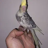 عروس هلندی دونخور