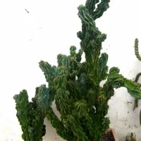 کاکتوس های فوق العاده|گل و گیاه طبیعی|رضوانشهر, |دیوار