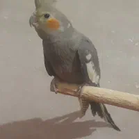 عروس هلندی سینامون نیم رام جوجه ۹ ماهه نر