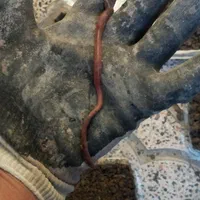 کرم خاکی،طعمه کرم خاکی، طعمه ماهیگیری|ماهیگیری|اسلامشهر, شهرک واوان|دیوار