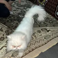واگذاری گربه پرشین