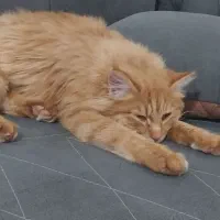 گربه زیبا و نژاد دار بقلی و اروم.