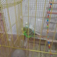 مرغ عشق|پرنده|اسکو, |دیوار