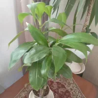 گل طبیعی|گل و گیاه طبیعی|ایلام, |دیوار
