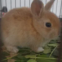 بچه خرگوش ناز و باهوش|موش و خرگوش|کاشان, مزرعه نو|دیوار