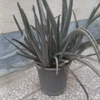 گیاه فردوس و آلوورا|گل و گیاه طبیعی|قم, ناصردیوان|دیوار