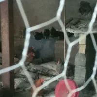 مرغ تخمگذار