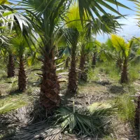 فروش پالم واشنگتن صادراتی ارسال به تمام نقاط ایران