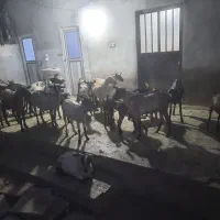 بز و کهره|حیوانات مزرعه|بندرعباس, |دیوار