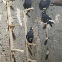 جوجه نر همه شغلا شده خشکل