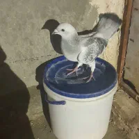 کفتر|حیوانات مزرعه|مشهد, شهرک امام سجاد|دیوار