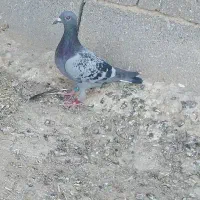 جوجه مسافتی
