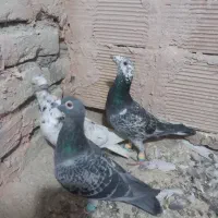 پنج تا طوقی با سه تا آلمانی|پرنده|سبزوار, شرق کال عیدگاه|دیوار