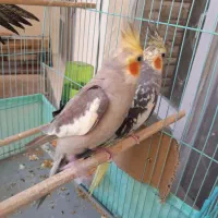 عروس هلندی نروماده مولد