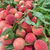 تولید نهال هلو پلاستیکی پاییزی