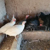 بوقلمون|حیوانات مزرعه|دشتابی, |دیوار