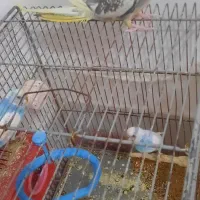 عروس هلندی|پرنده|طبس, |دیوار