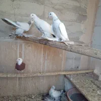 کبوتر توحلی|پرنده|آذرشهر, |دیوار