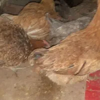 مرغ