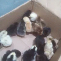 جوجه محلی نژاد دار درشت تبار دوروزه
