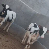 گوساله نر و میش بره|حیوانات مزرعه|قم, قلعه صدری|دیوار