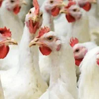 استخدام کارگر