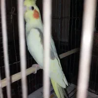 جوجه عروس شاه تخم|پرنده|هشتگرد, مدرس|دیوار