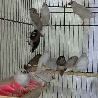 زبرا