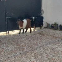 فروش دوعدد بز جوان نر وماده|حیوانات مزرعه|آستانه اشرفیه, |دیوار