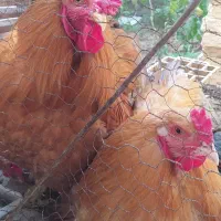 دو عدد خروس برهما golden orange (تربیت شده )